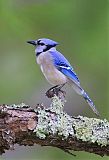 Blue Jay